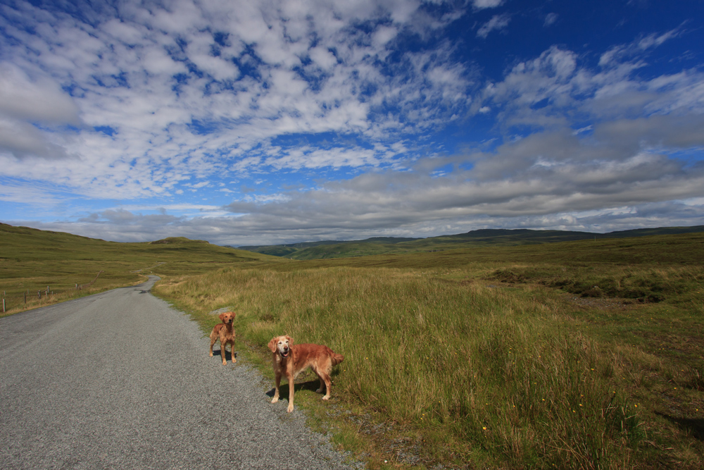 Golden Retriever en Ecosse sur l'île de Skye 