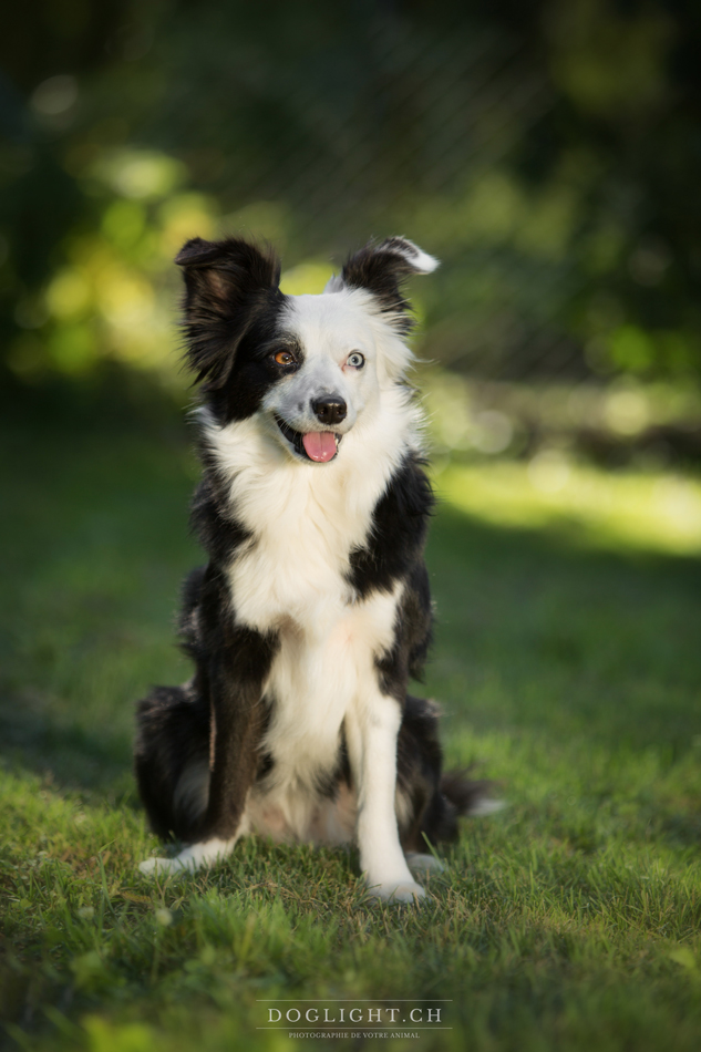 Photographe Stella Border Collie croisée Jack Russel