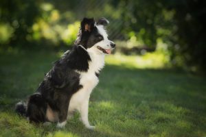 Shooting Border Collie