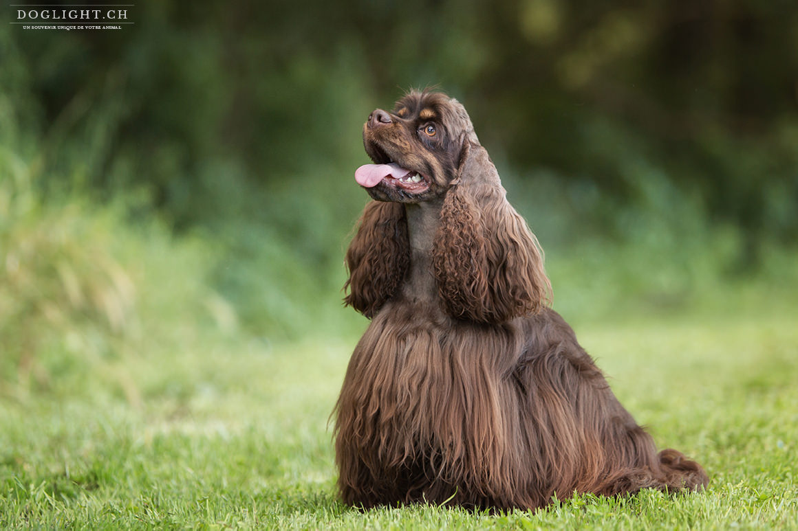 Séance photo Nougatine, chien cocker Américain à Yverdon