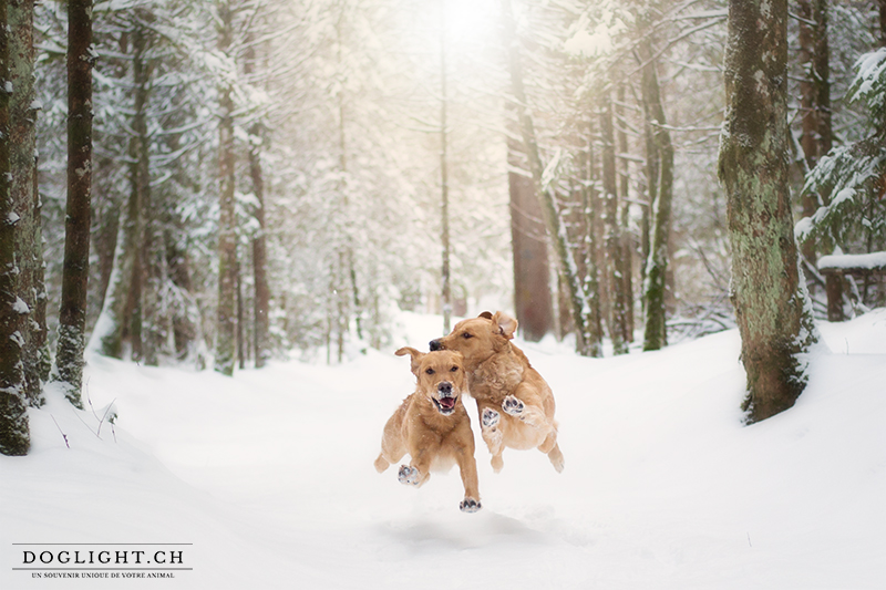 Chiens qui court dans la neige