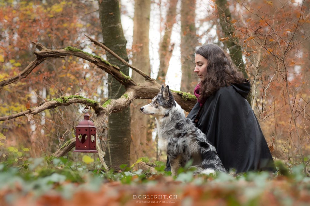 Photographie border loup bleu merle forêt