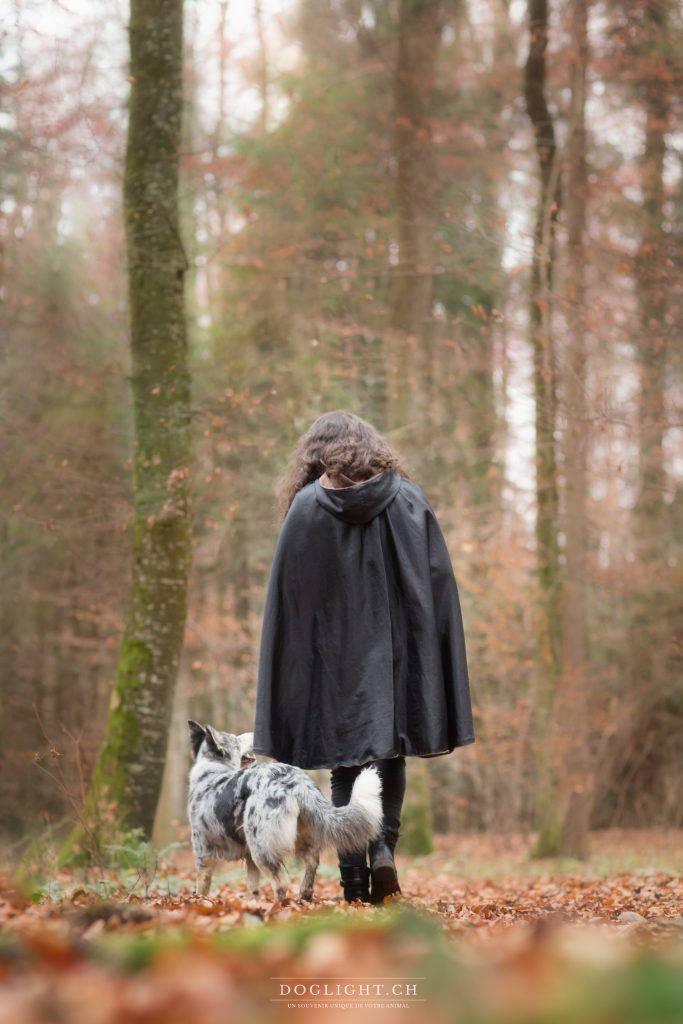 Border collie séance photo