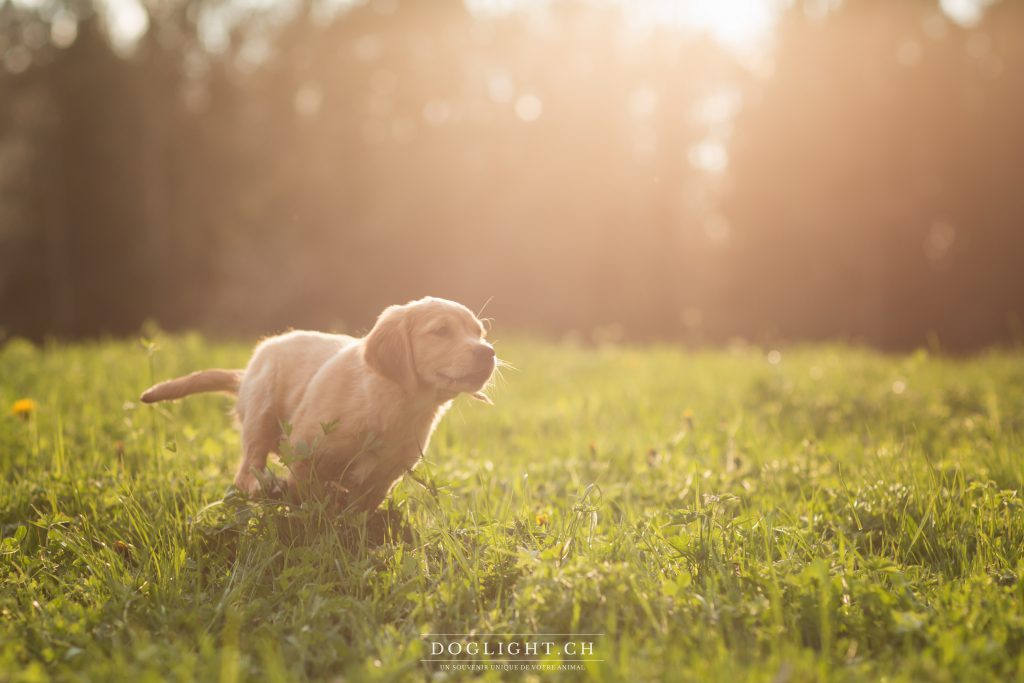 Chiot golden retriever photographe