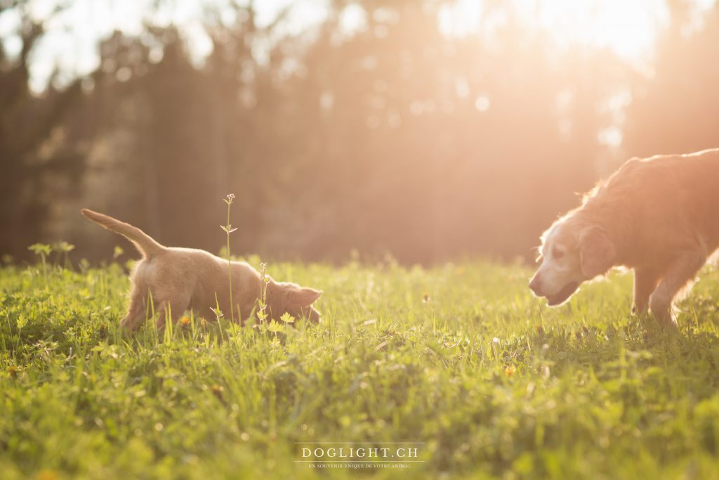 2 goldens chiot