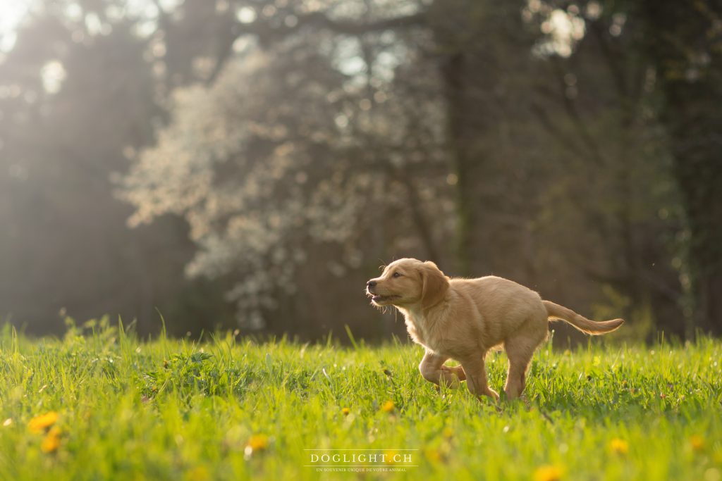 Chiot qui court coucher de soleil