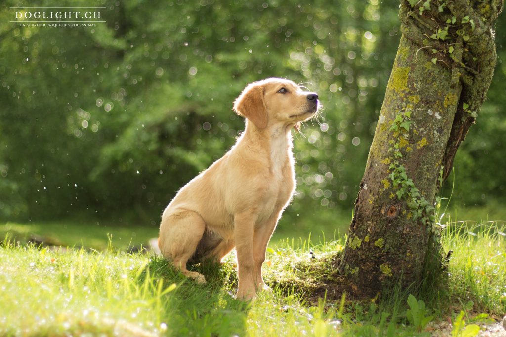 Pluie et soleil, le mixte parfait pour la photo de chien