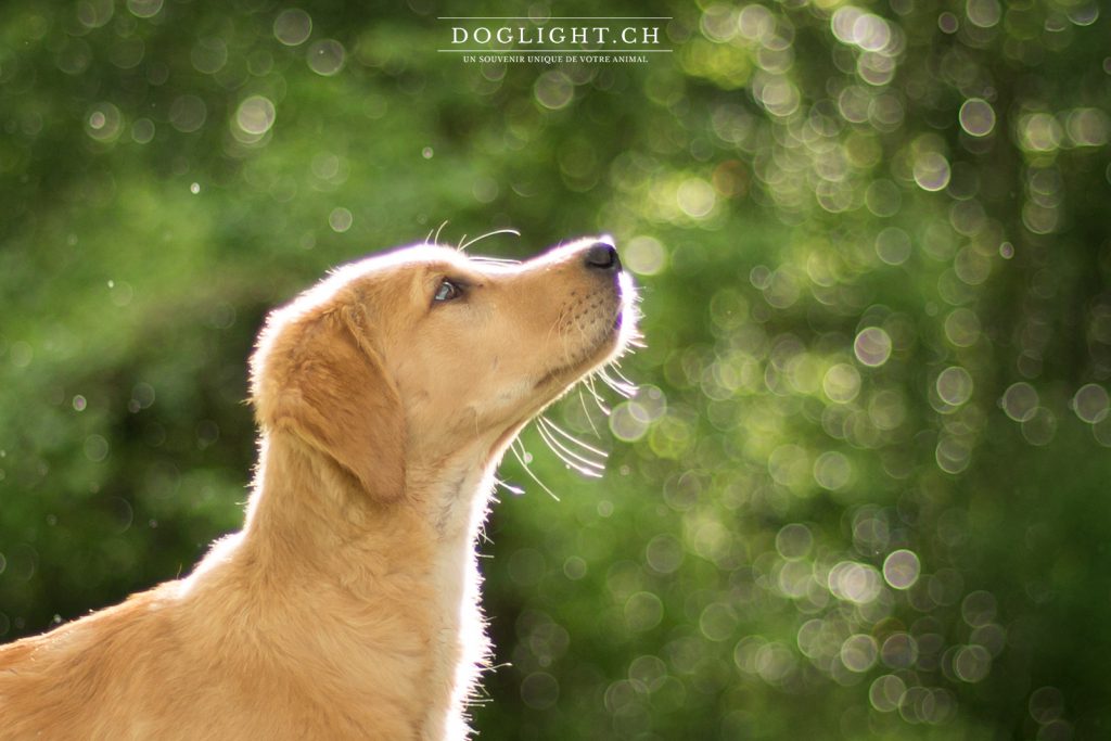 Portrait golden retriever chiot photographie bokeh