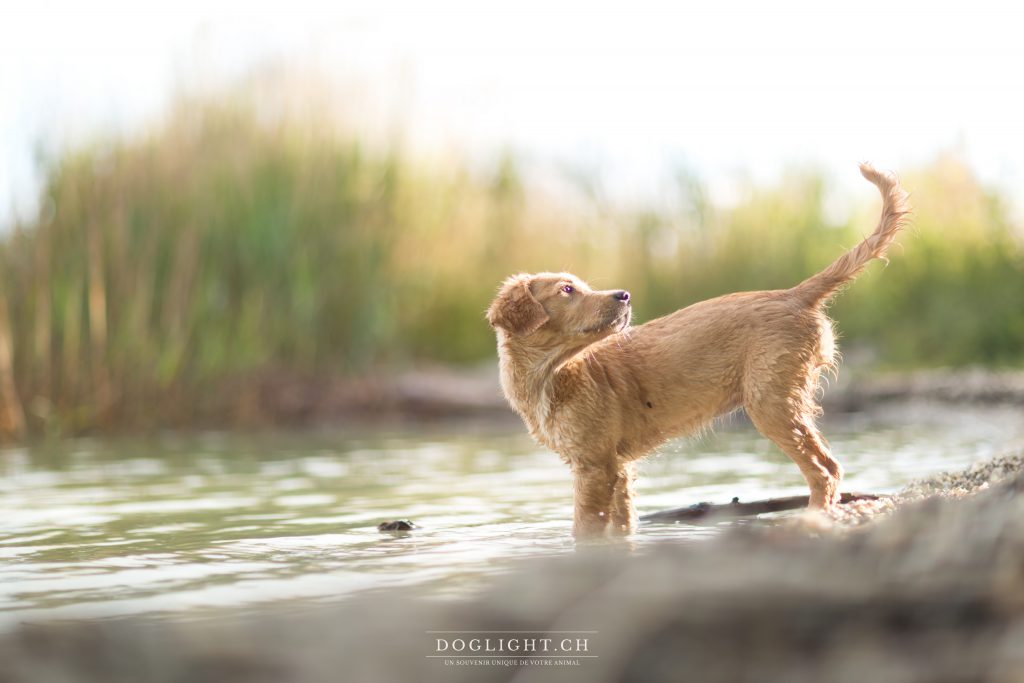 Chiot golden retriever au bord du lac 4 mois