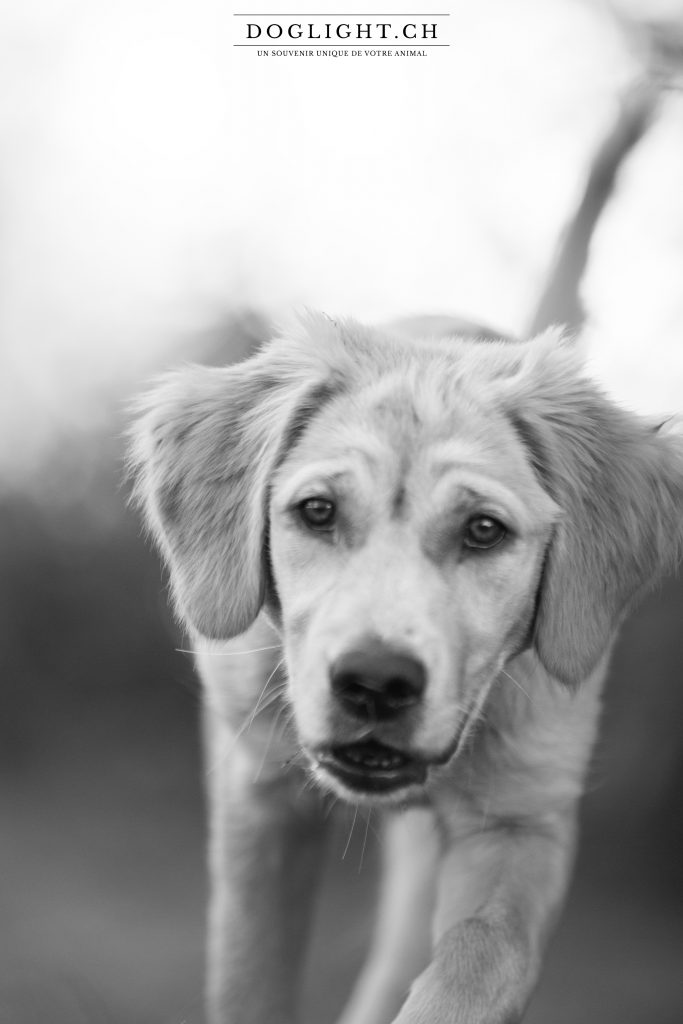 Portrait chiot Golden retriever noir et blanc
