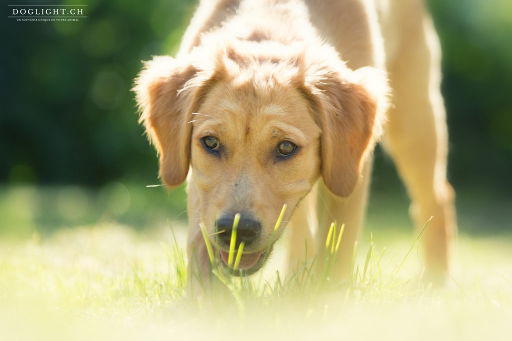 Photo portrait chiot golden 4 mois