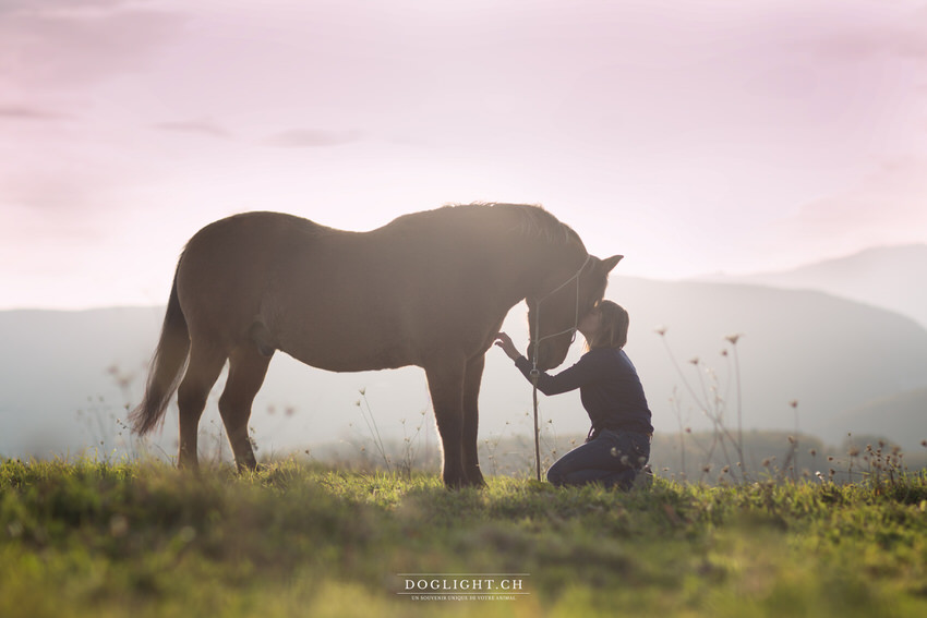 Photographie De Votre Animal Chien Cheval Chat Co