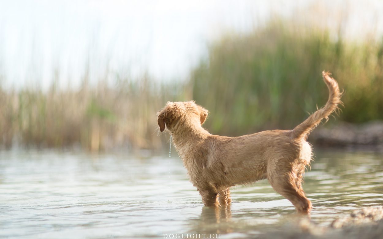 Photographe chiot lac