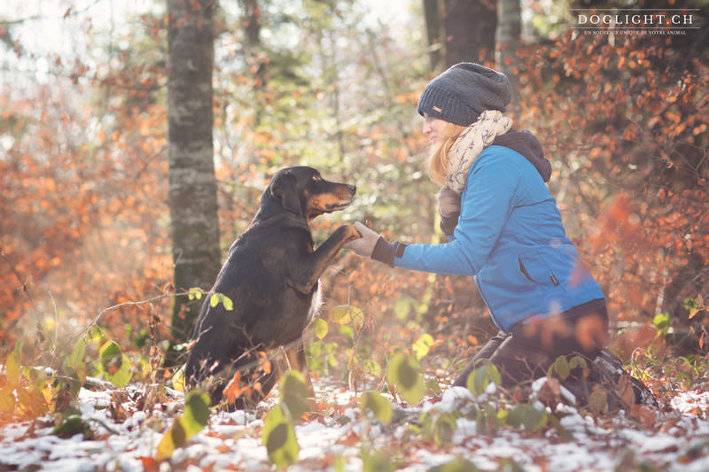 Chien de chasse dans la neige qui donne la patte