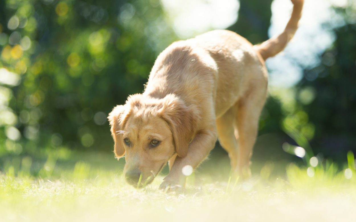 Chiot golden qui marche