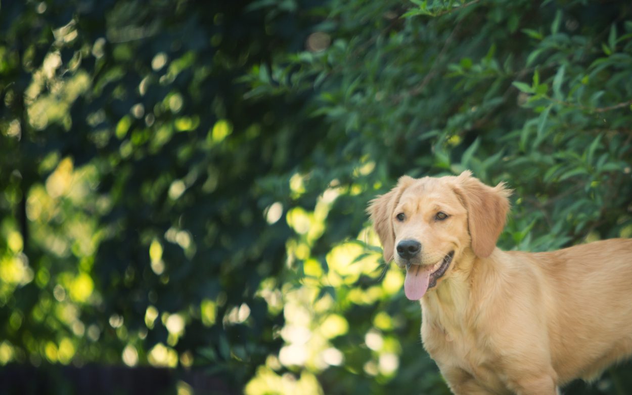 Portrait chiot Golden Retriever Suisse