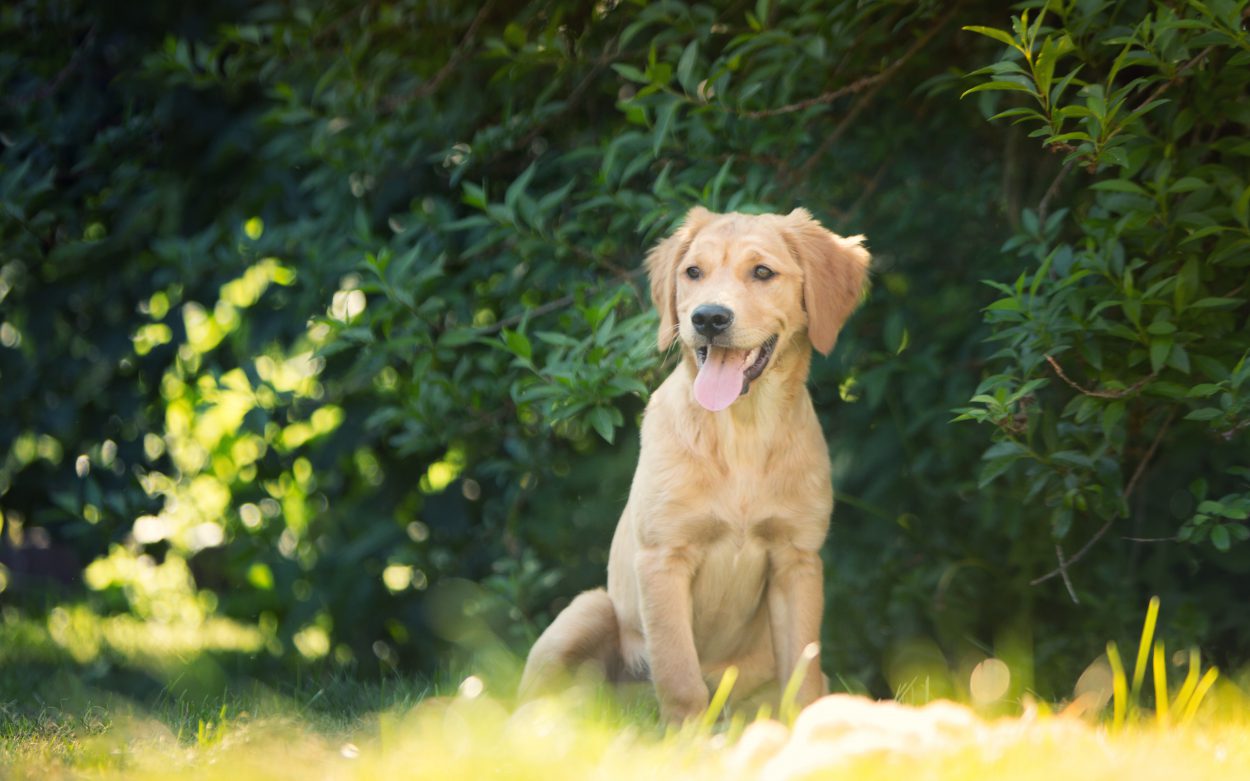 Chiot Golden Retriever de 4 mois