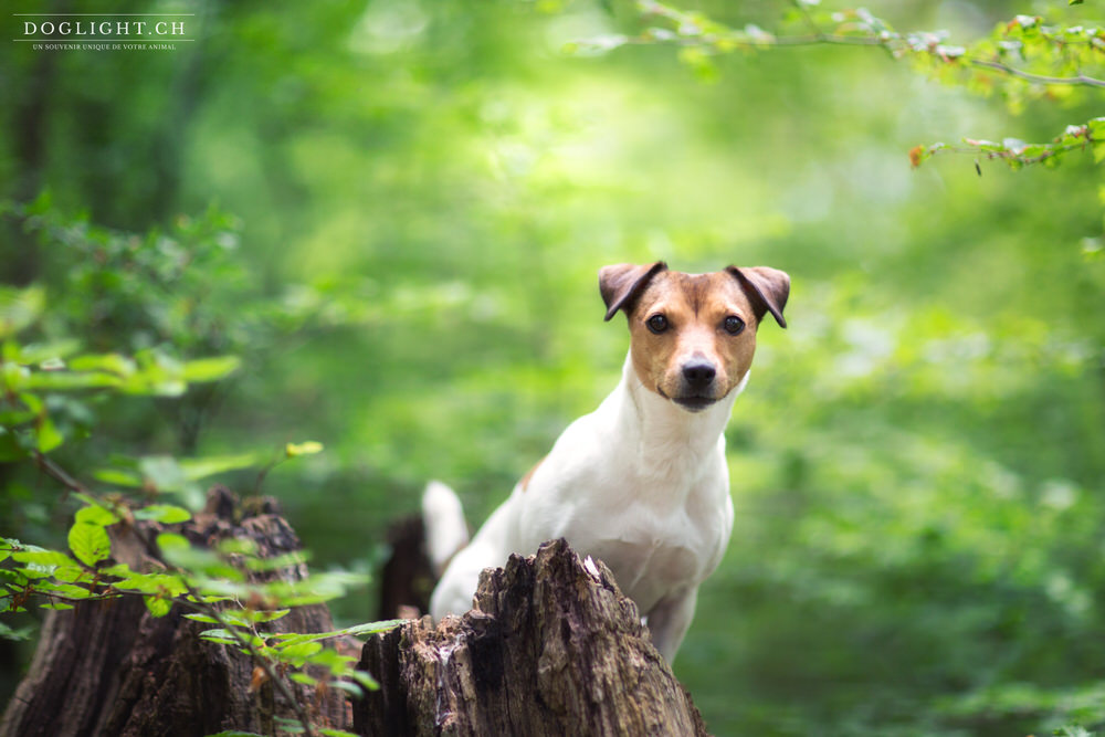 Shooting Jack Russel photographe