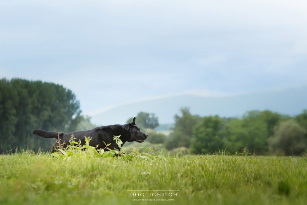 Labrador noir qui court