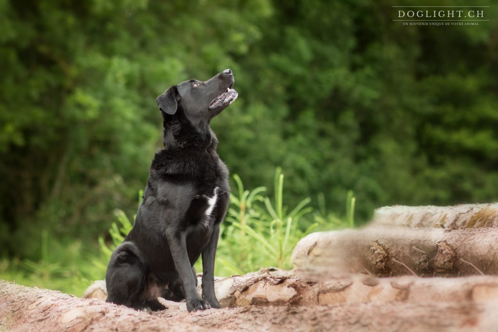 Labrador noir assis