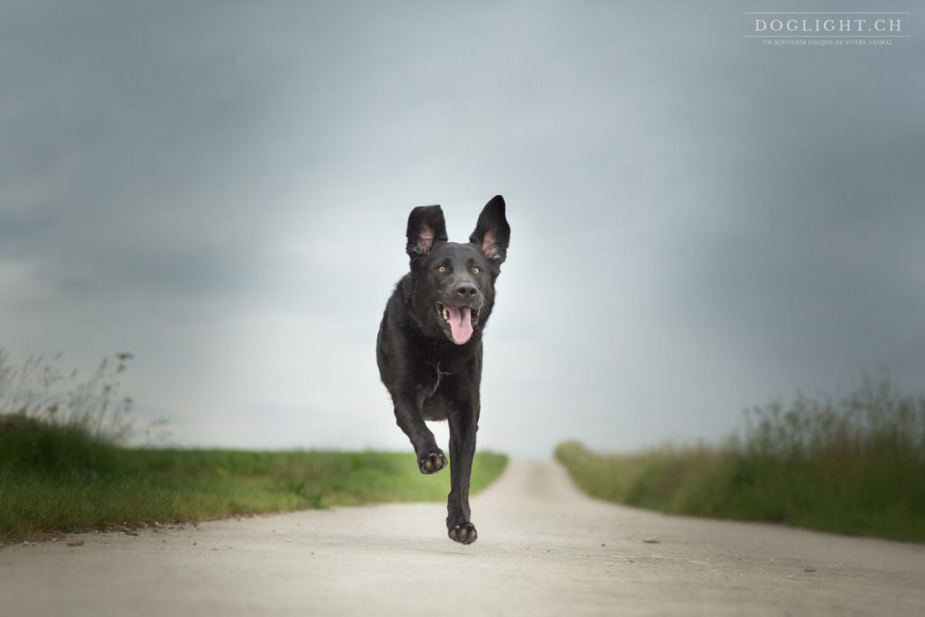 Labrador noir qui court vers nous