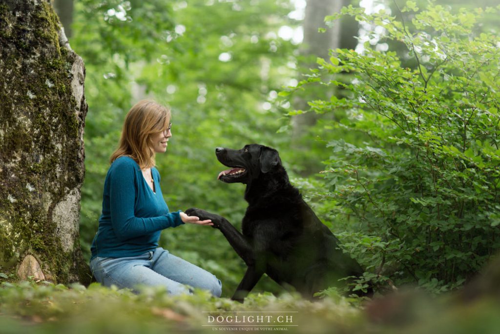 Labrador noir qui donne la patte