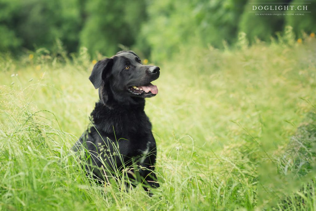 Portrait labrador noir