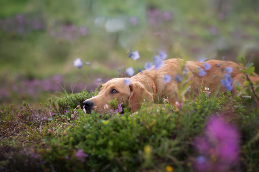 golden retriever chiot 5 mois