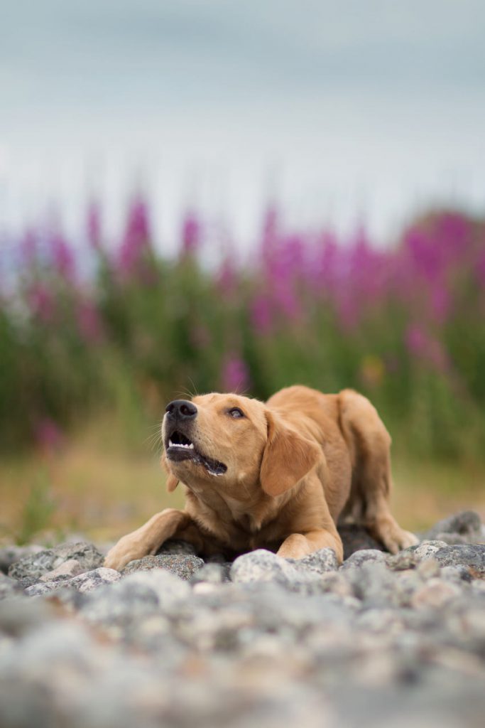 Portrait chiot golden retriever 5 mois