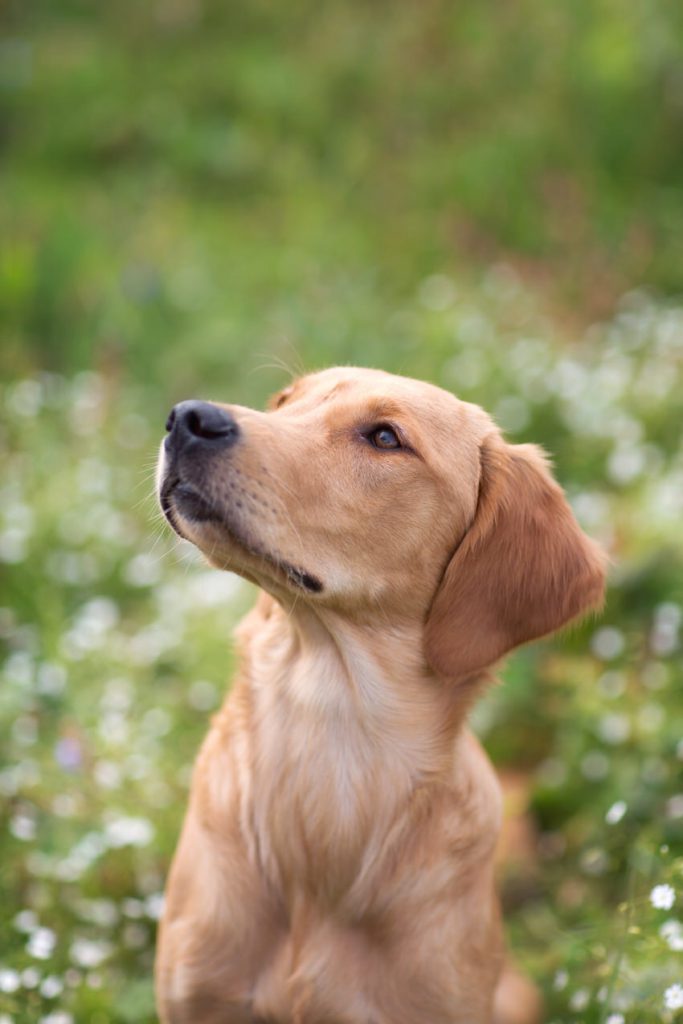 Portrait chiot golden retriever fleur blanche