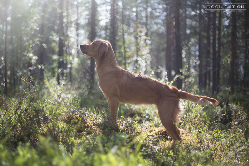 Golden retriever lumière en forêt