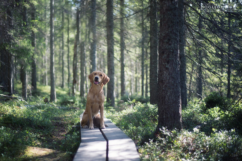 Golden retriever en forêt