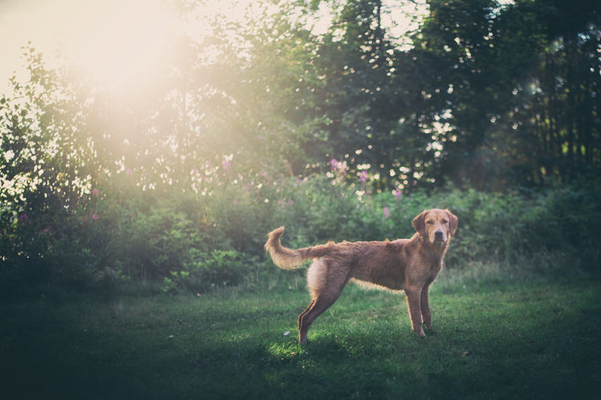 Golden retriever magique féérique