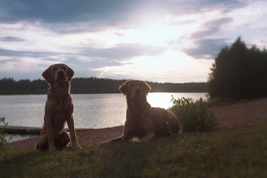 Golden retriever au coucher de soleil devant un lac