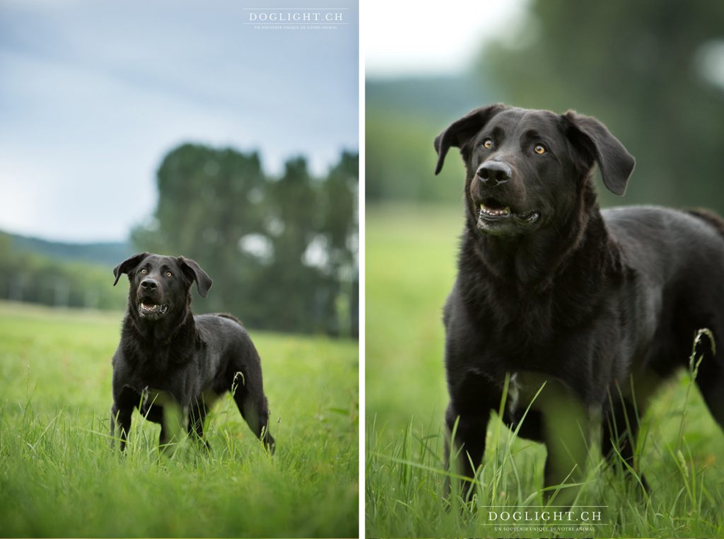 Portrait labrador noir yeux jaune