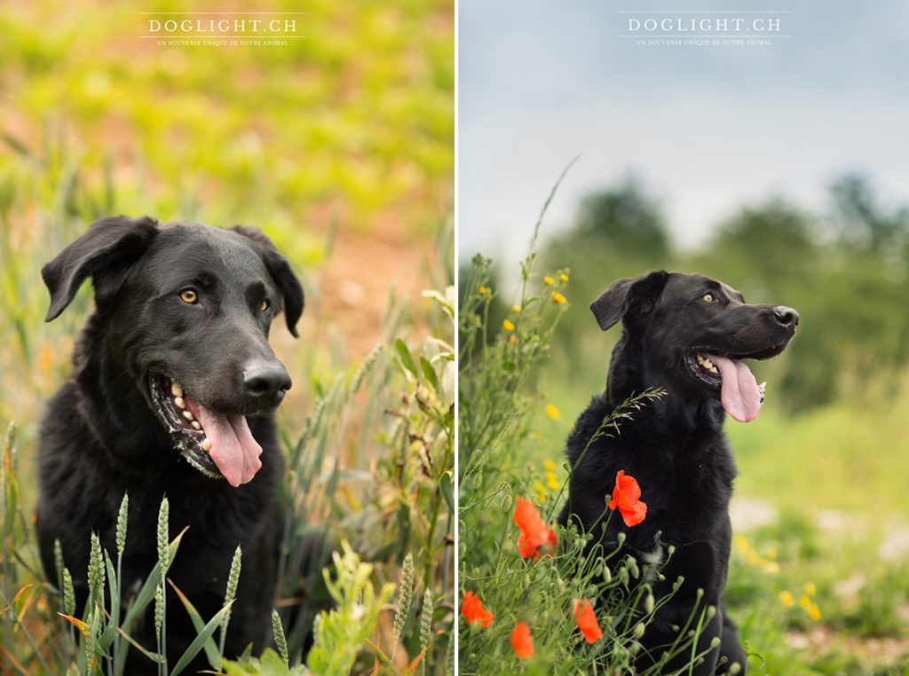 Portrait labrador noir coquelicot et blé