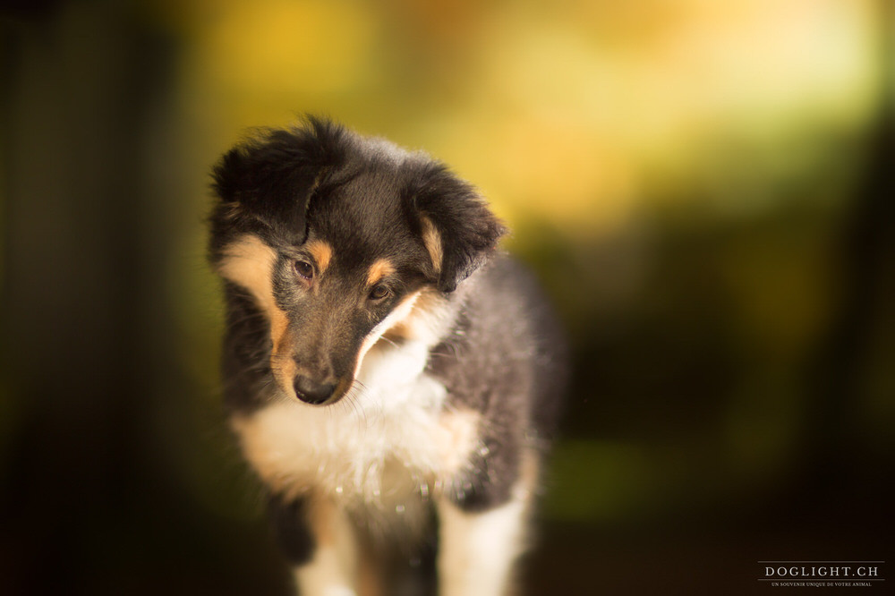 Portrait chiot berger des shetlands tricolore en automne