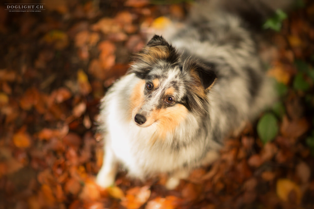 berger des shetlands bleu merle en automne