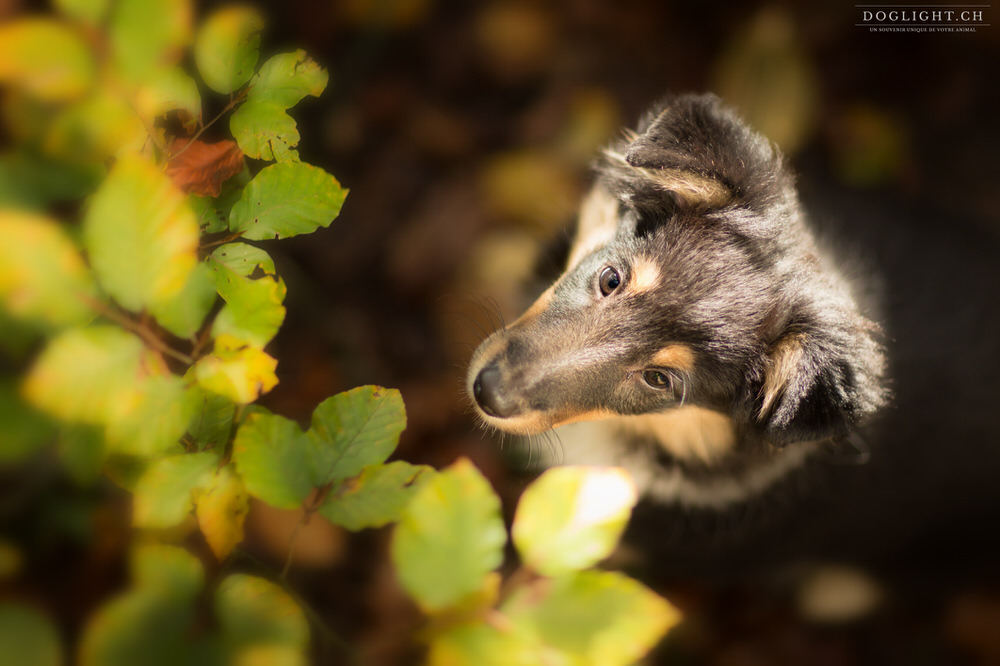 Chiot berger des shetlands tricolore en automne