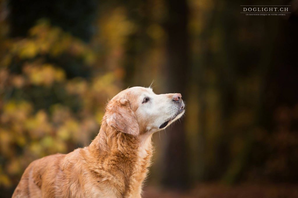 Automne, Golden Retriever 11 ans