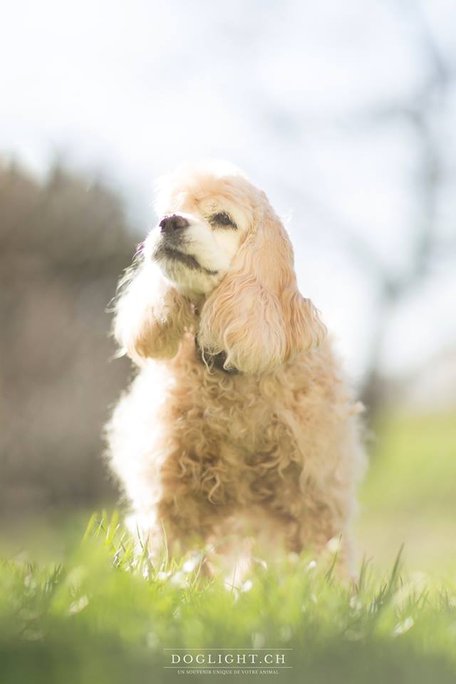 Cocker Américain, 16 ans