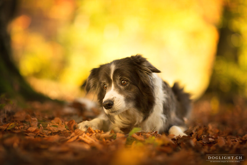 Border Collie 11 ans Valais