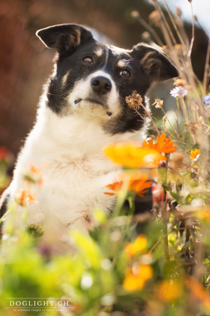 Croisée border collie 13 ans