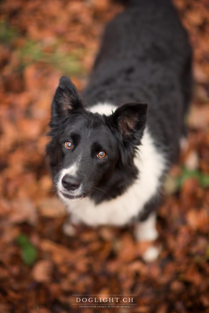 Kalou, border collie 12,5 ans