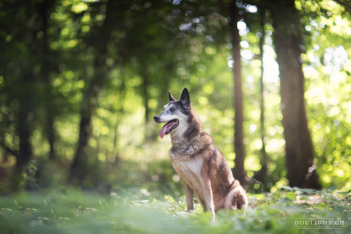 Chien malinois 15 ans