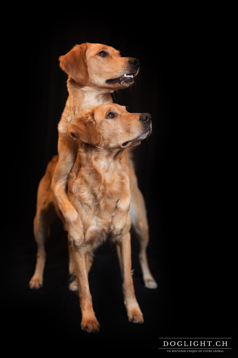 Photo studio 2 chiens Golden Retriever fond noir