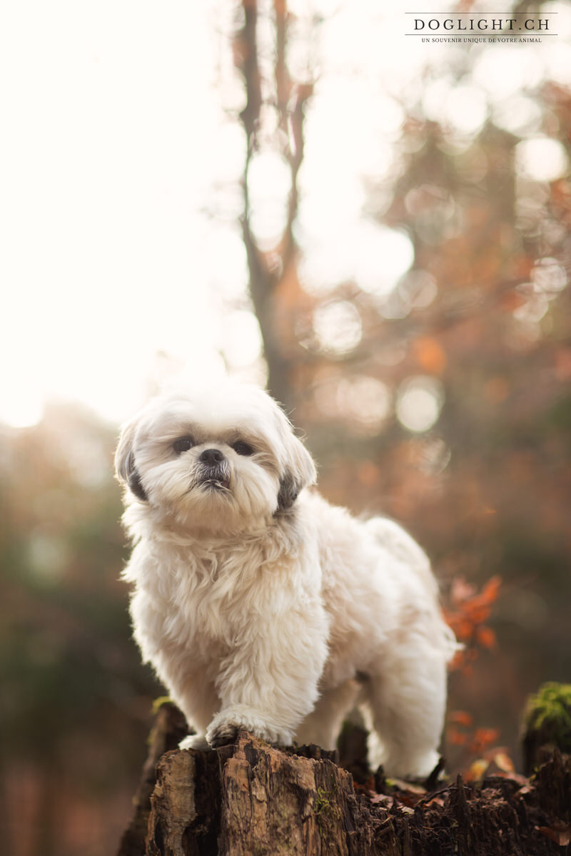 Shih Tzu lumières de rêve