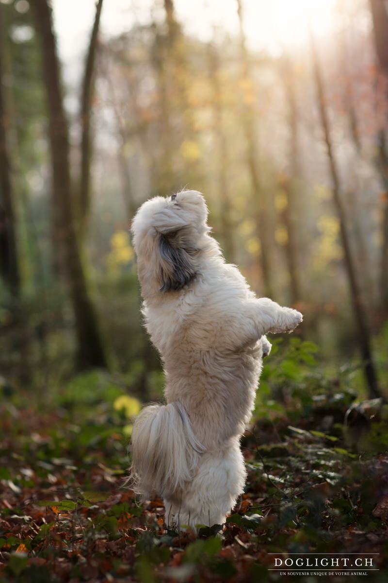 Shih Tzu sur 2 pattes debout qui fait le beau