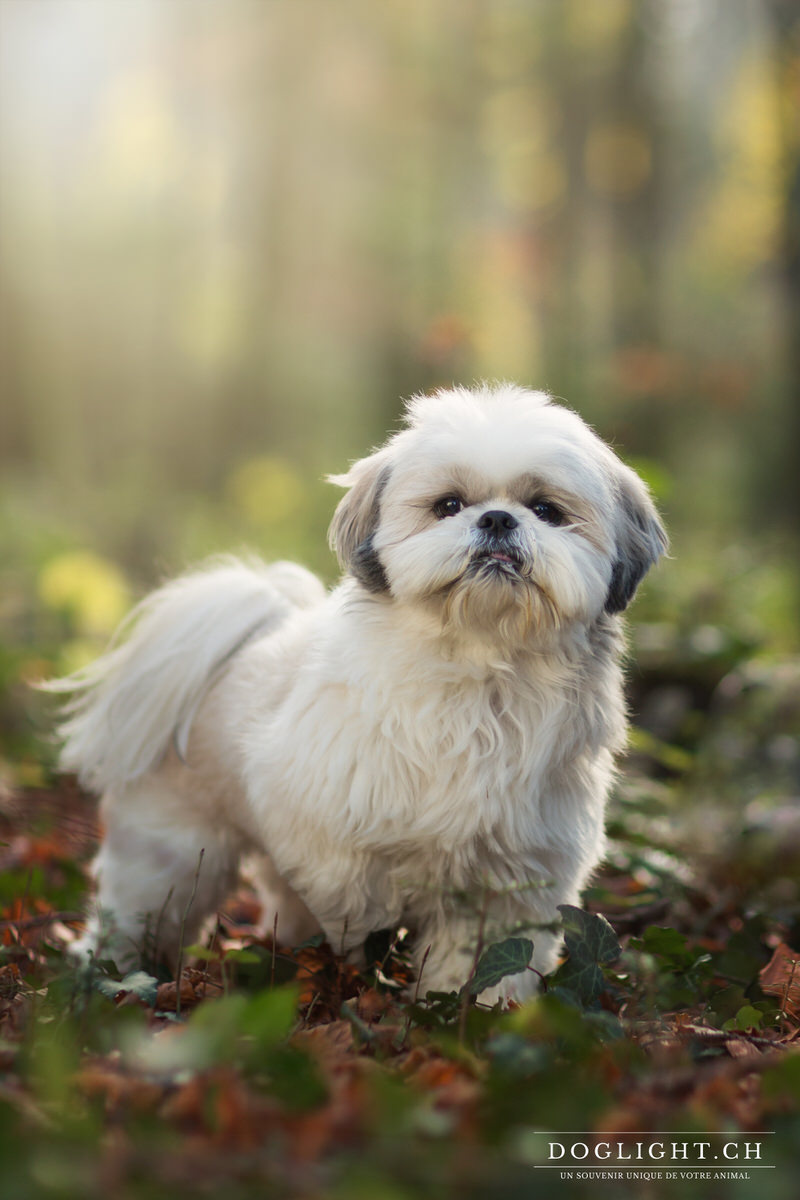 Shih Tzu portrait Suisse