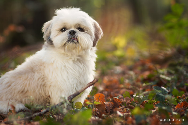 Photgraphie Shih Tzu assis avec sa langue